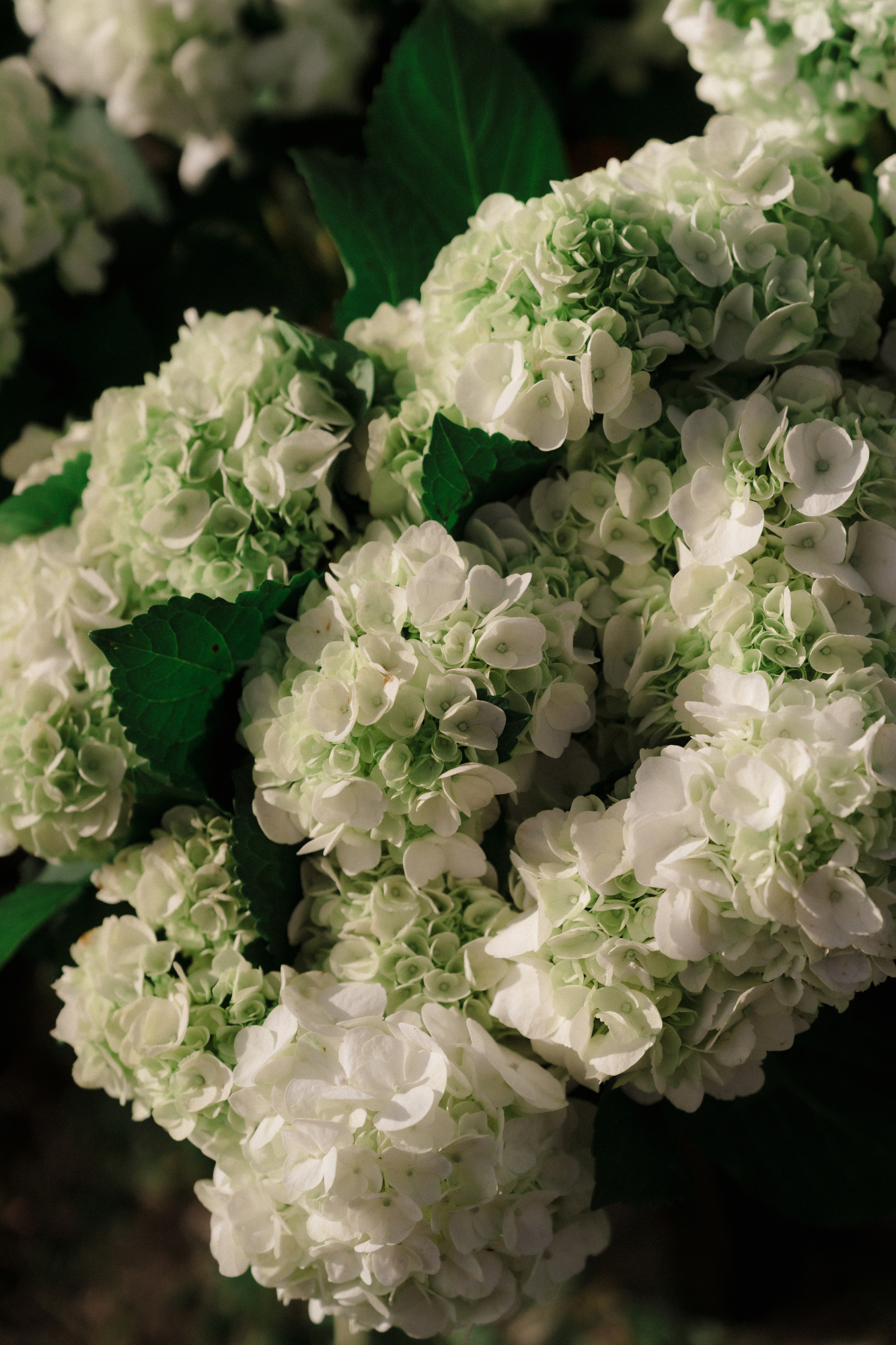 Lavender Farm Under Sky-w grain-76